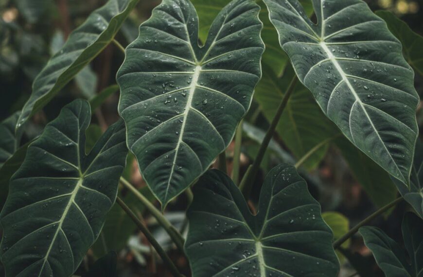 Strona Główna 14 Alokazja – pochodzenie i naturalne środowisko