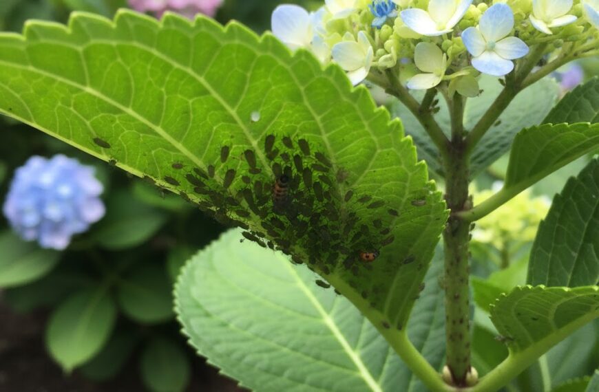 Strona Główna 27 mszyce na hortensji